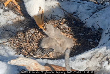 Jackie and Shadow's third Eaglet has landed