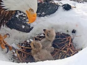 Live Cam Bald Eagles lost 1 of 3 chicks after snowstorm