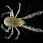 a photograph of a newly-discovered tiny lobster against a black background