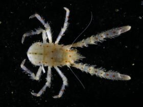 a photograph of a newly-discovered tiny lobster against a black background