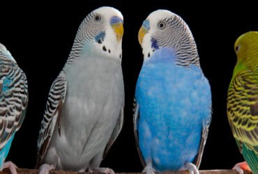 Colorful small parrots called budgerigars, one gray and one blue, sit next to each other.