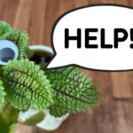 Plants can now tell you when they are stressed