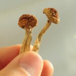 Psilocybin Put Rat Brains 'Back Together' After Mild Head Trauma : ScienceAlert