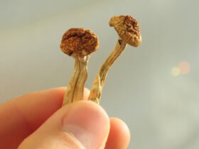 Psilocybin Put Rat Brains 'Back Together' After Mild Head Trauma : ScienceAlert