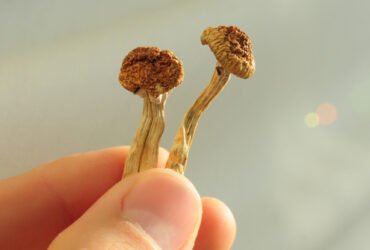 Psilocybin Put Rat Brains 'Back Together' After Mild Head Trauma : ScienceAlert