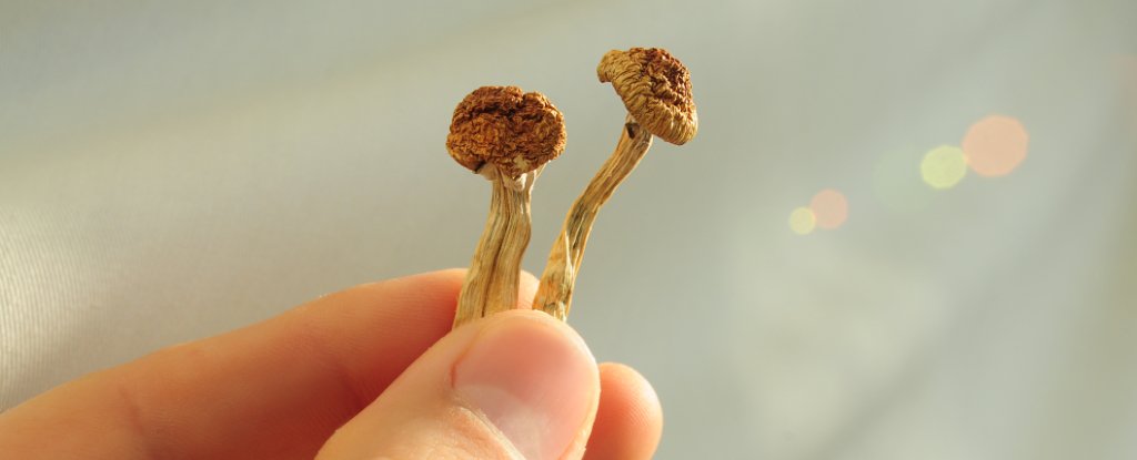 Psilocybin Put Rat Brains 'Back Together' After Mild Head Trauma : ScienceAlert