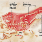 Scientists find the age of the presumably hybrid child of man