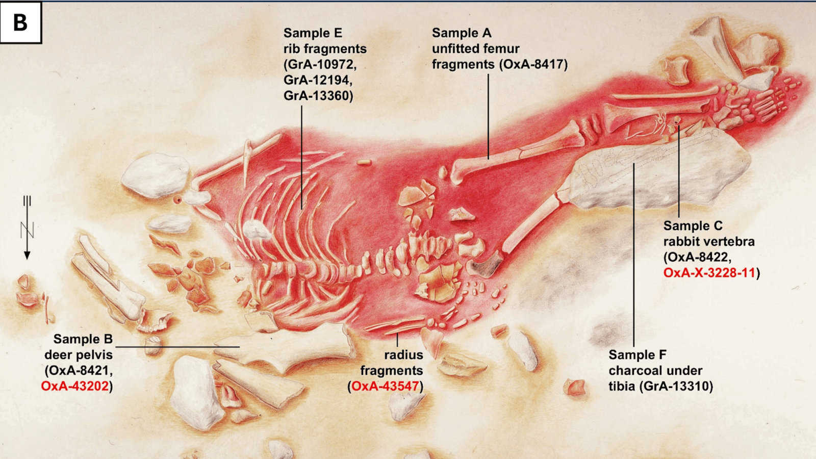 Scientists find the age of the presumably hybrid child of man