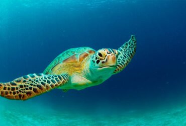 A sea turtle swims through the deep blue ocean