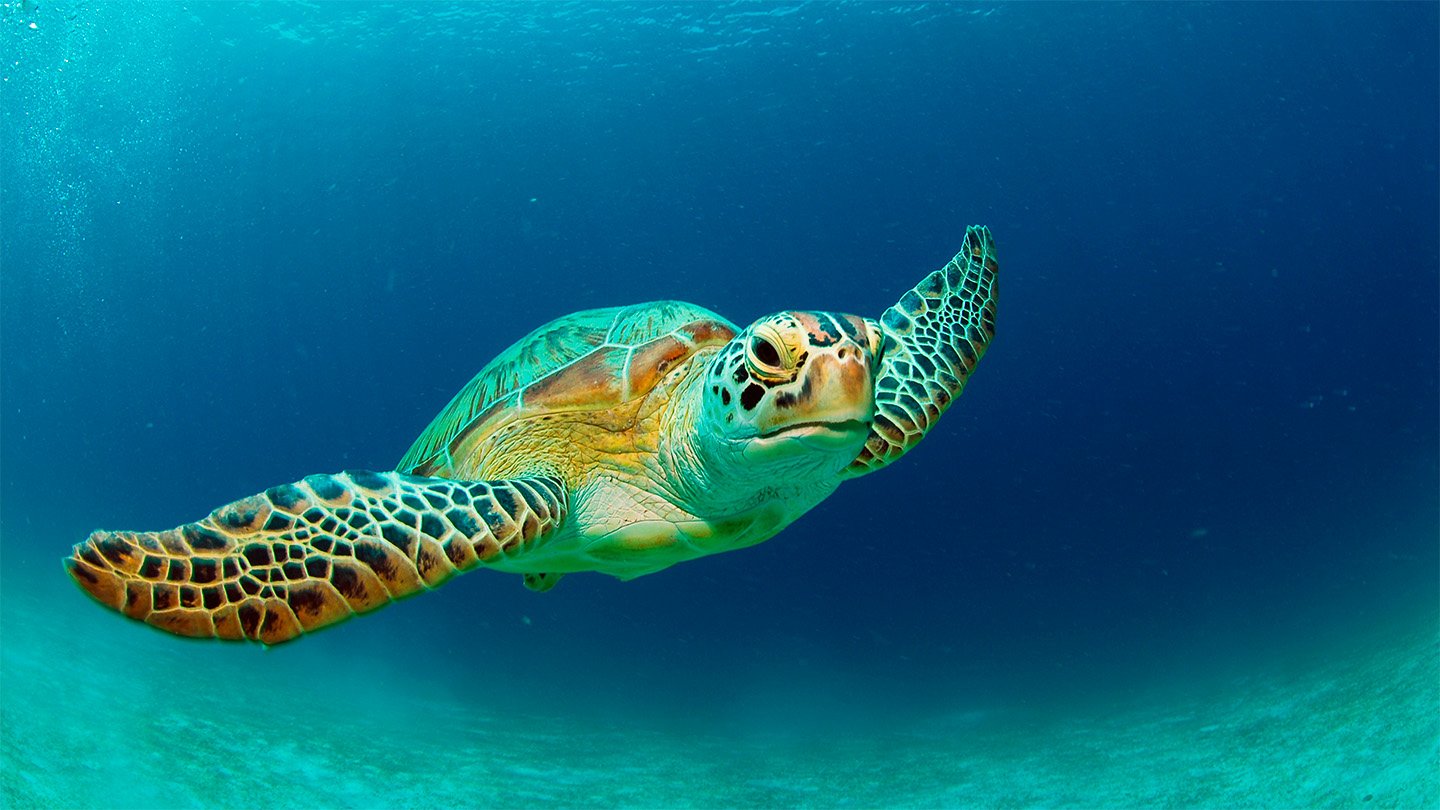 A sea turtle swims through the deep blue ocean