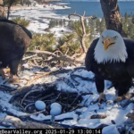 The famous Bald Eagle Nest Live Cam is back and the breeding has started