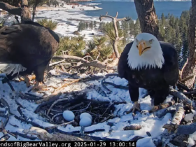 The famous Bald Eagle Nest Live Cam is back and the breeding has started