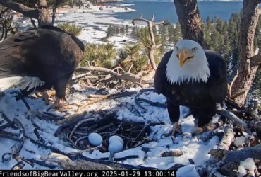 The famous Bald Eagle Nest Live Cam is back and the breeding has started