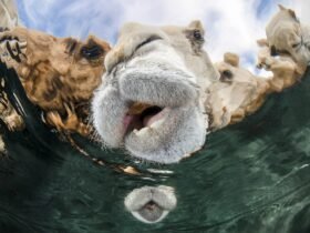 camels drinking water from an underwater perspective