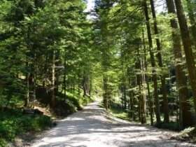 Trump orders immediate expansion of American wood production