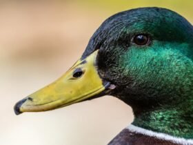 U.S. Duck Population Has Dropped 30% Since 2017, Study Says