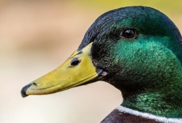 U.S. Duck Population Has Dropped 30% Since 2017, Study Says