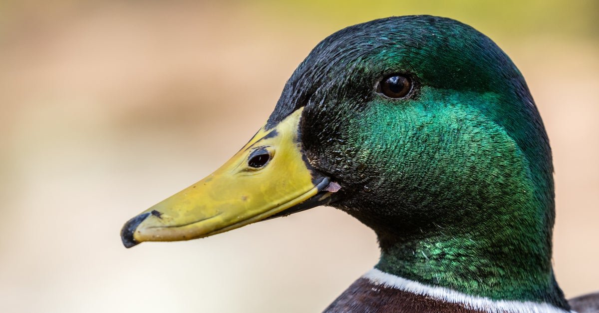 U.S. Duck Population Has Dropped 30% Since 2017, Study Says