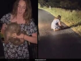 US Influencer Who Picked Baby Wombat Was "Concerned", Is "Truly Sorry"