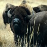 Wild bison in Colorado would get big-game protections under proposal