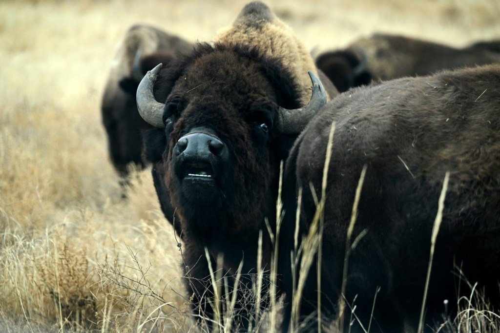 Wild bison in Colorado would get big-game protections under proposal