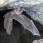 A bat flies in a cave very close to a rocky ceiling.