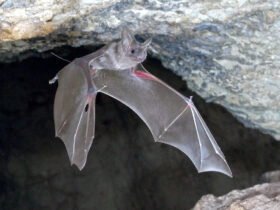 A bat flies in a cave very close to a rocky ceiling.