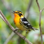 Bird-Watching Tips as Migration Season Peaks