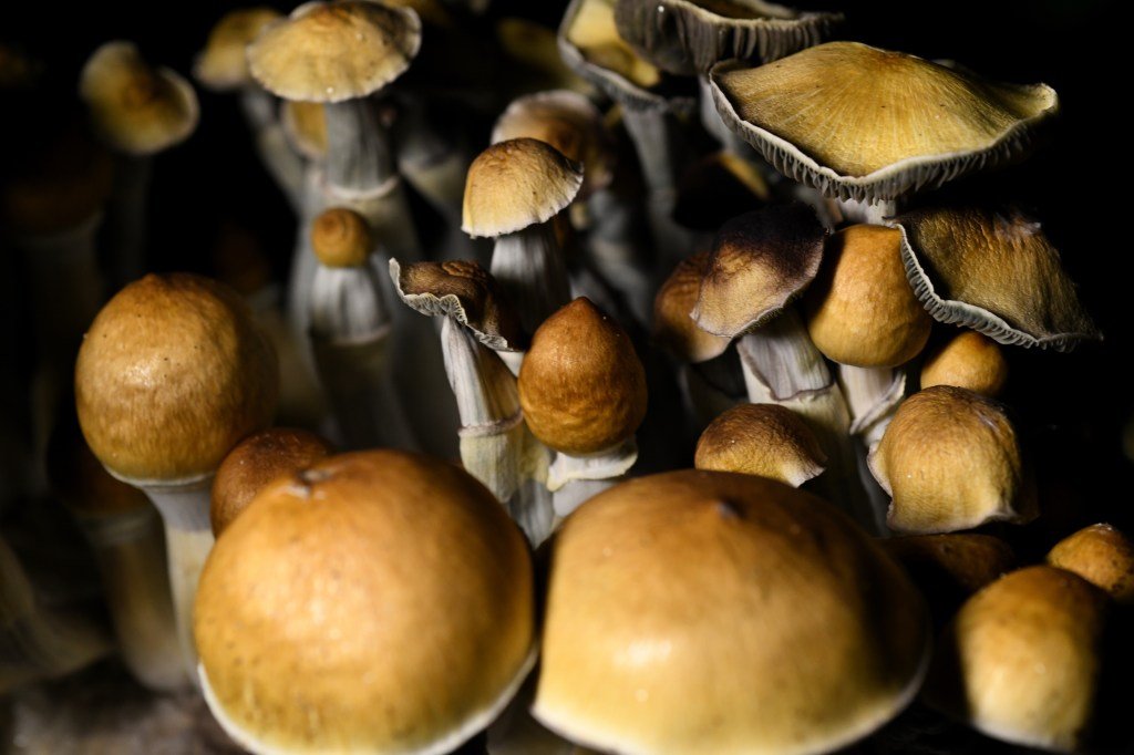 Colorado licenses first psilocybin healing center for psychedelic therapy