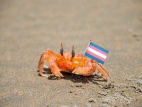 How a small crab museum in the UK came up for trans -rights
