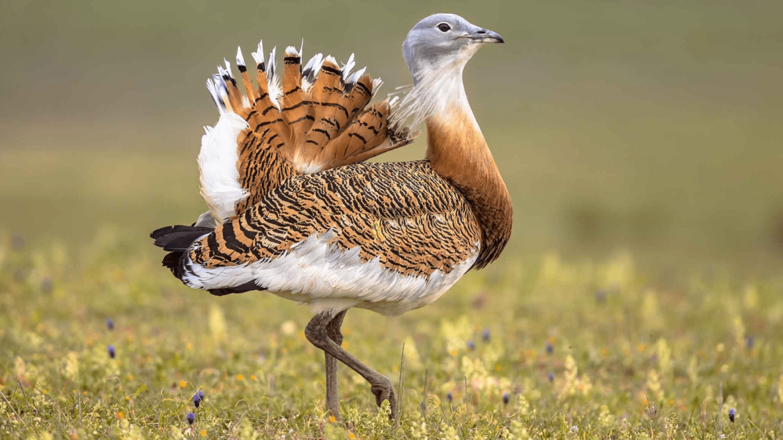 Old funerals may contain a ritual party on a gigantic bird