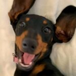 Sausage Dog Rescued After Surviving Solo For 529 Days on Remote Island : ScienceAlert