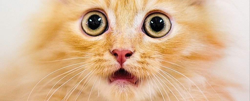 Secret of Orange Cats Finally Uncovered After 60-Year Search : ScienceAlert