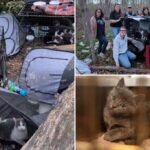 30 cats found living in dirty cages in Bizarre Hooder Camp near Long Island Park: 'Pretty sicknessing'