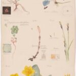 a vertical piece of paper with a watercolor rendering of a variety of flowers accompanied by esoteric geometric shapes