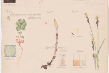 a vertical piece of paper with a watercolor rendering of a variety of flowers accompanied by esoteric geometric shapes