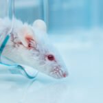 Anti-Aging Cocktail Extends Mouse Lifespan by About 30 Percent : ScienceAlert