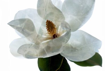 Photo illustration of a Magnolia tree flower. Some Magnolia species are endangered and are among the plants that researchers want to cryopreserve.