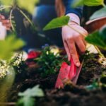 Woman gardening, planting a poppy, close-up.