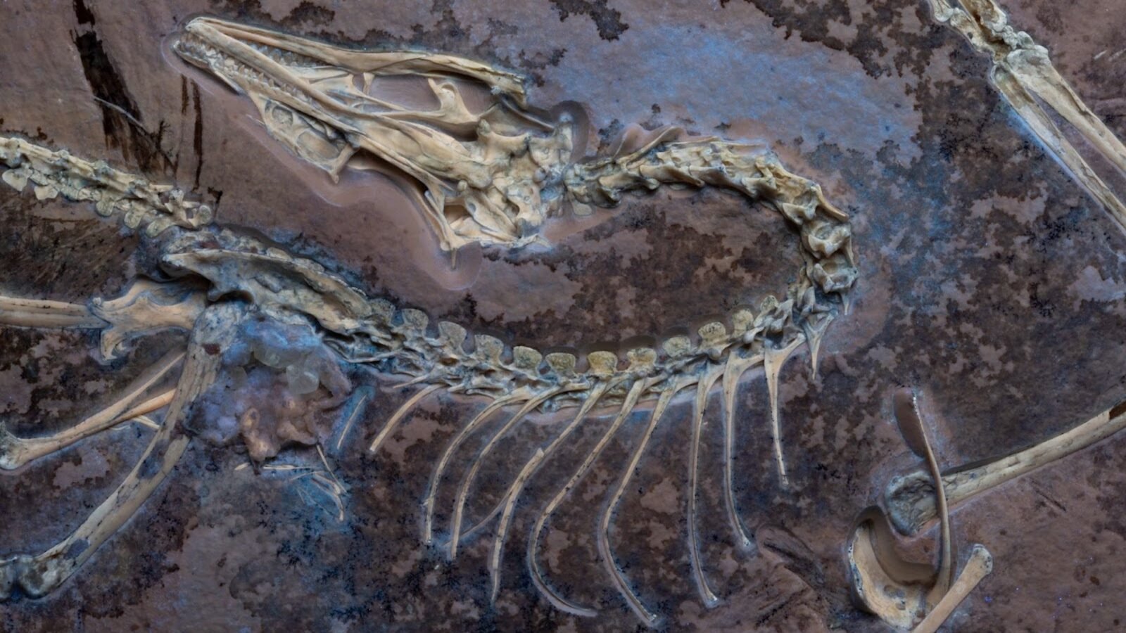 Fossil shows with fossil shows that the famous dinosaurus could fly (like a chicken)