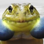 A picture of a male Indian bullfrog with vocal sacs puffed out