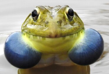 A picture of a male Indian bullfrog with vocal sacs puffed out