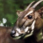 Close-up of a saola, a rare and endangered deerlike mammal with long, slightly curved horns and distinct white facial markings, against a blurred green forest background.