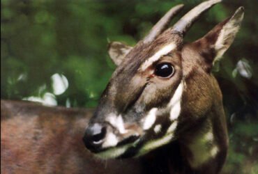 Close-up of a saola, a rare and endangered deerlike mammal with long, slightly curved horns and distinct white facial markings, against a blurred green forest background.