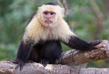 an image of a capuchin monkey