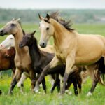 an image of wild horses