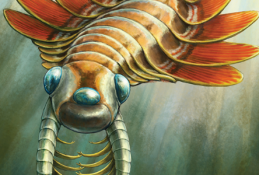 Old three -eyed 'sea mot' used his ass to breathe