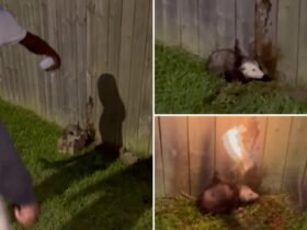 Sickos laughing while they film themselves who are torling an opossum