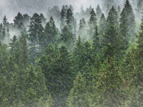 mist rises from a forest