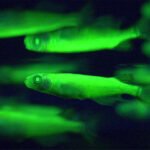 Glowing green fish on a black background